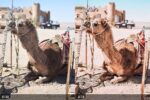 پریست اختصاصی لایت روم Desert Girl - تصویر 7