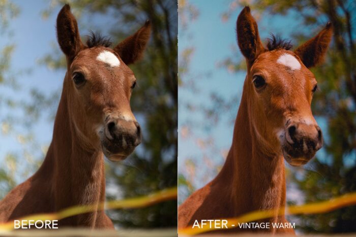 پریست لایت روم Vintage Film - تصویر 9