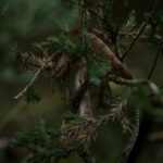 پریست لایت روم Sam Oetiker Cinematic - تصویر 14