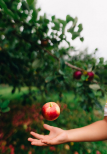 پریست لایت روم Equinox